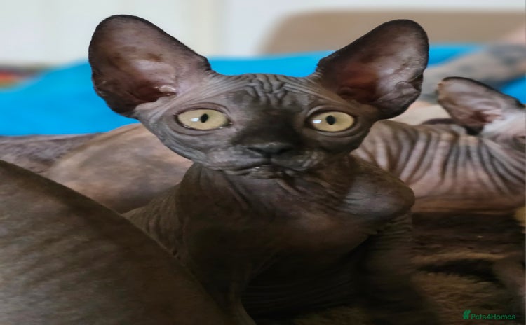 Sphynx cats - Advert 7
