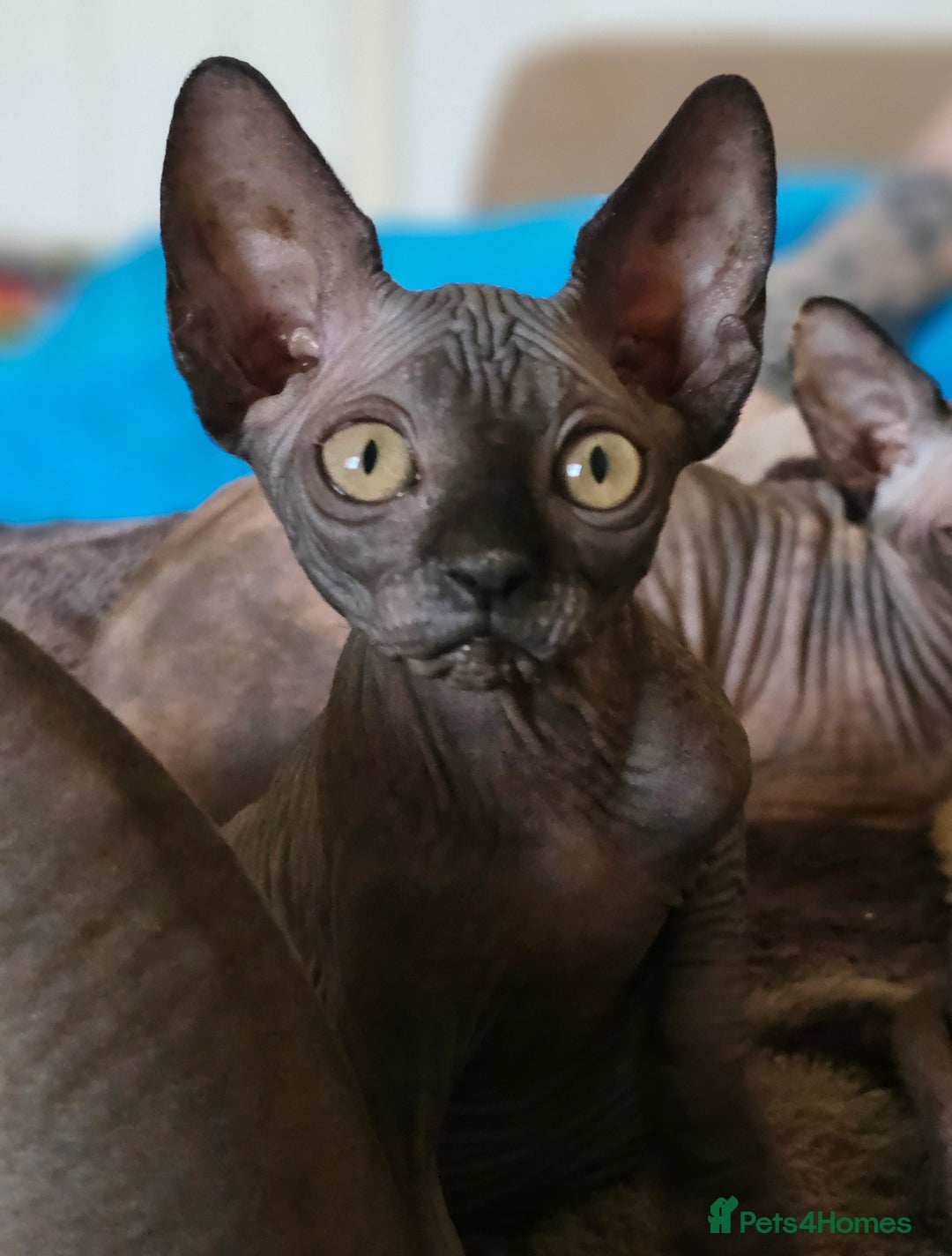 Sphynx cats for sale: 2 Sphynx Girls - Price For Both To Go Together - Image 1