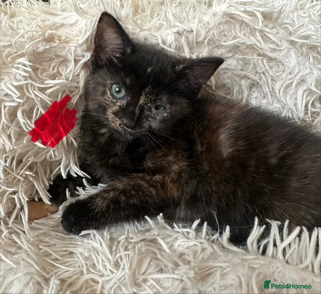 Mixed Breed cats for sale: Mixed breed kittens  - Advert 2