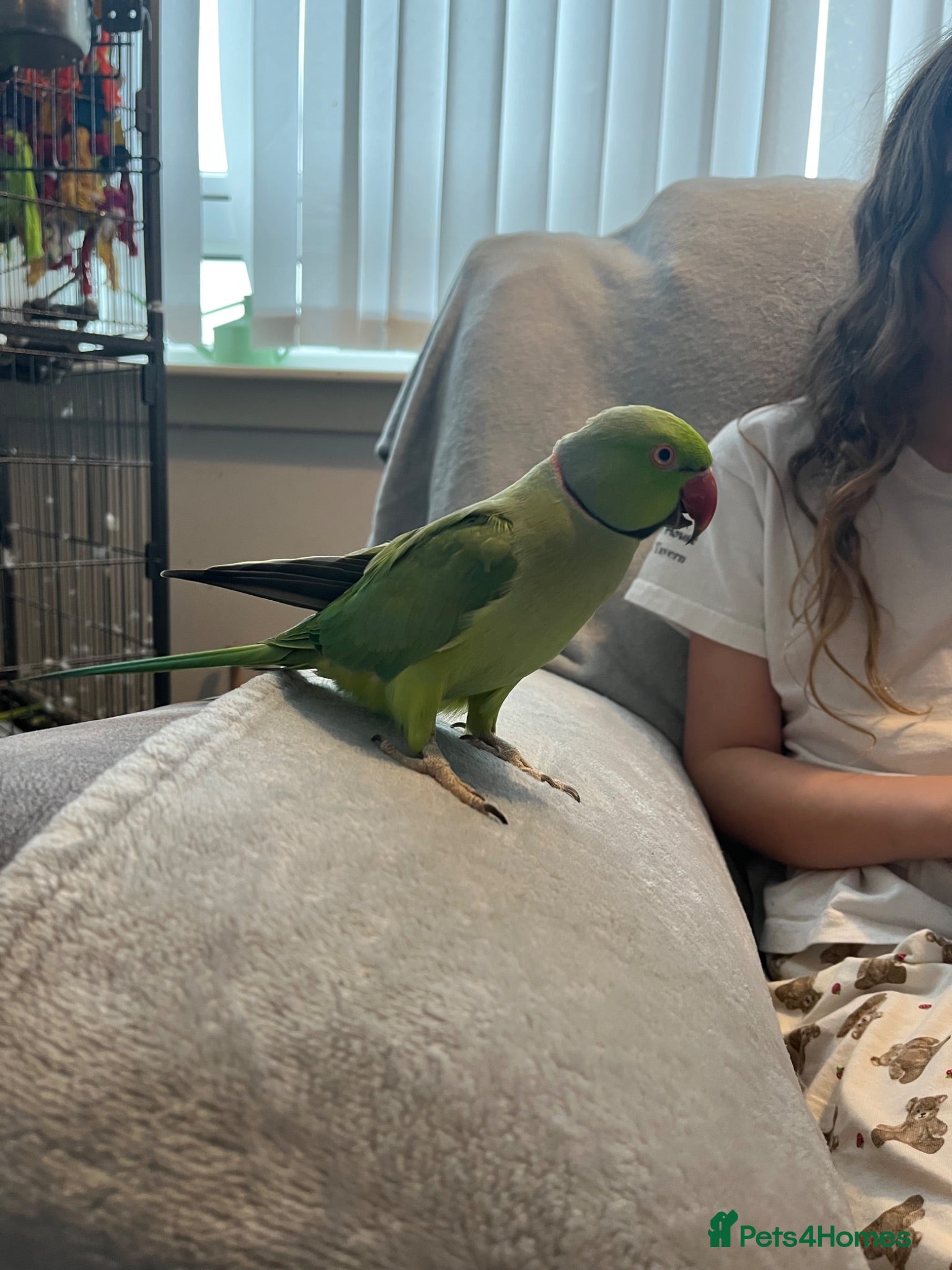 Ringnecks birds 🦜 Talking Male Indian Ringneck with Cage Included - Advert 6