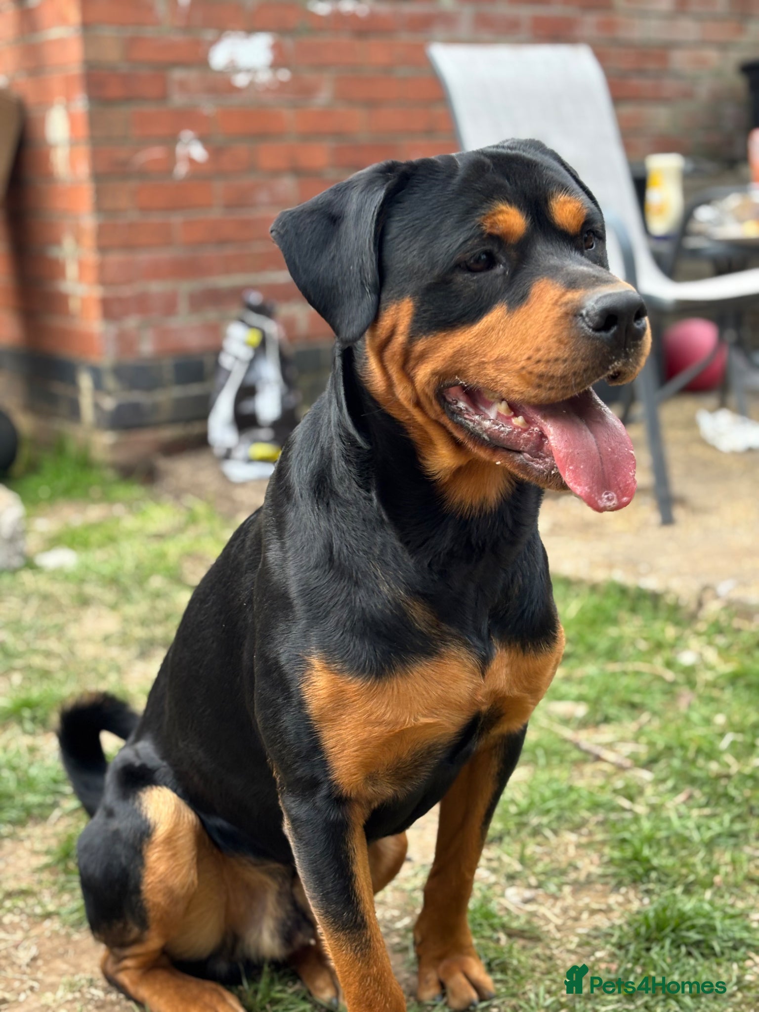 Rottweiler dogs Bruce the Rottweiler  - Advert 16