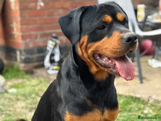 Rottweiler dogs Bruce the Rottweiler - Advert 16