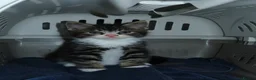Domestic Shorthair cats for sale: kittens looking for a loving home  in Warrington - Advert 2