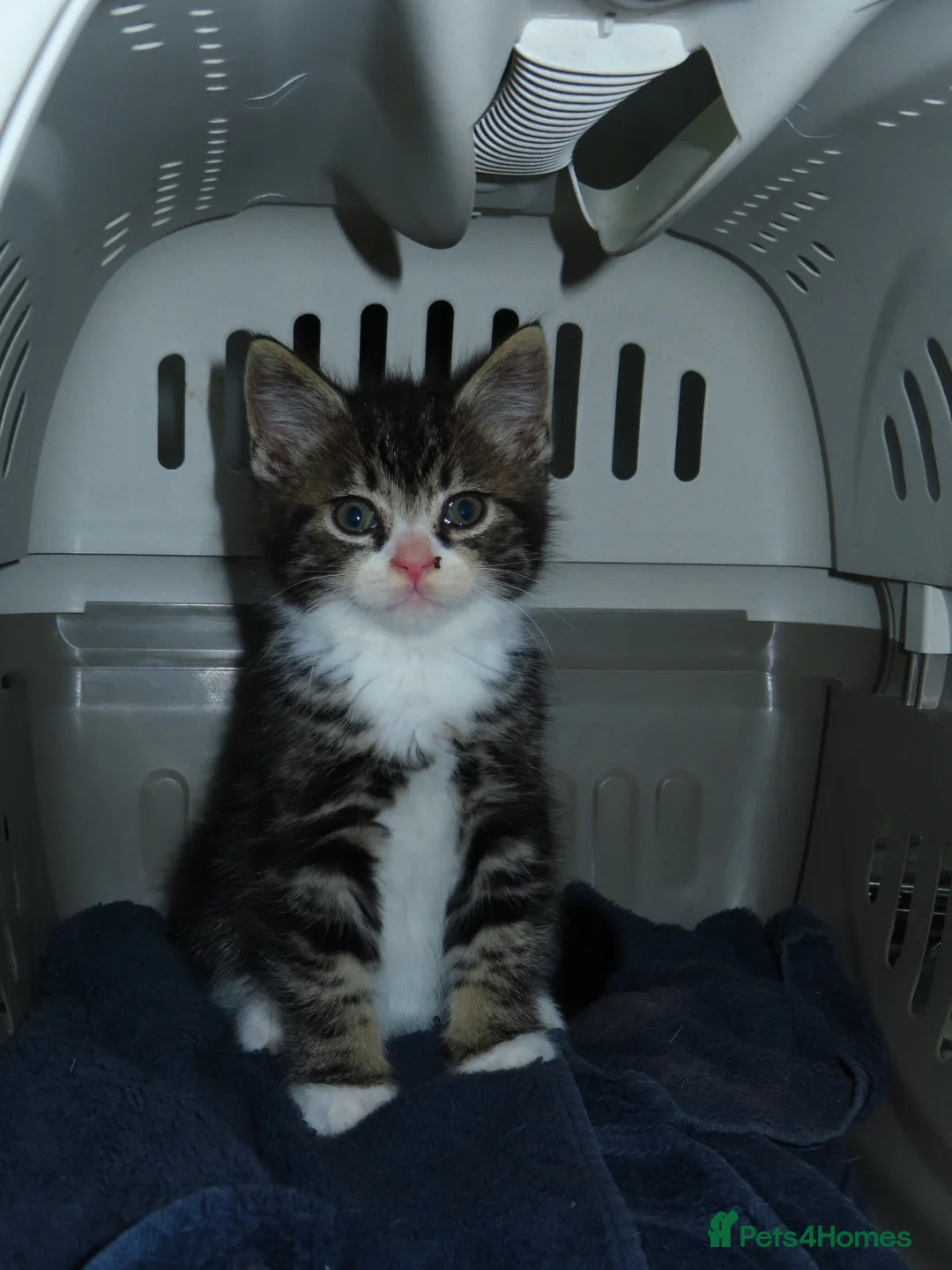 Domestic Shorthair cats for sale: kittens looking for a loving home  in Warrington - Advert 2