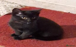 British Shorthair cats for sale: Four beautiful black kittens - Image 5