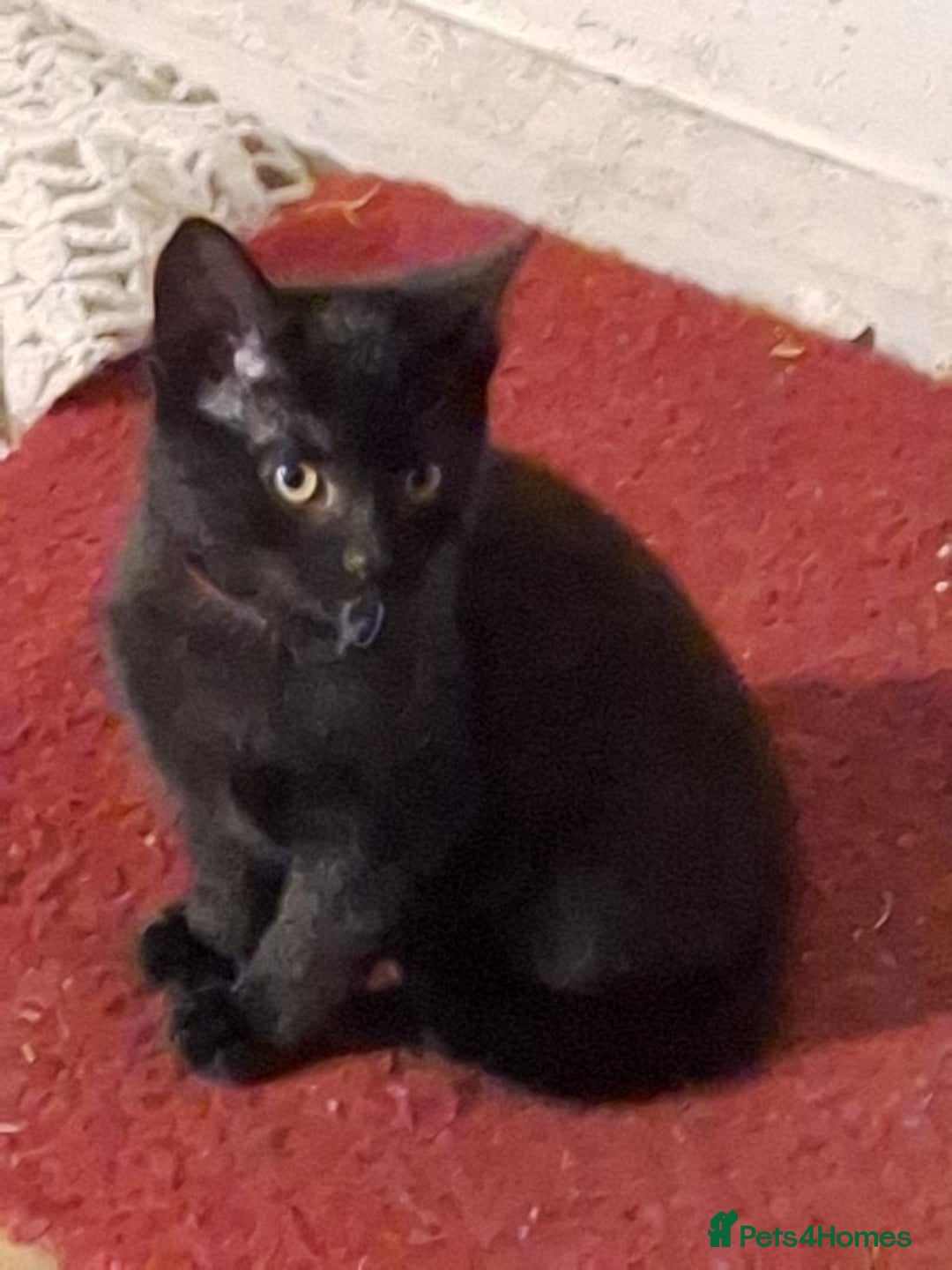 British Shorthair cats for sale: Four beautiful black kittens - Image 5