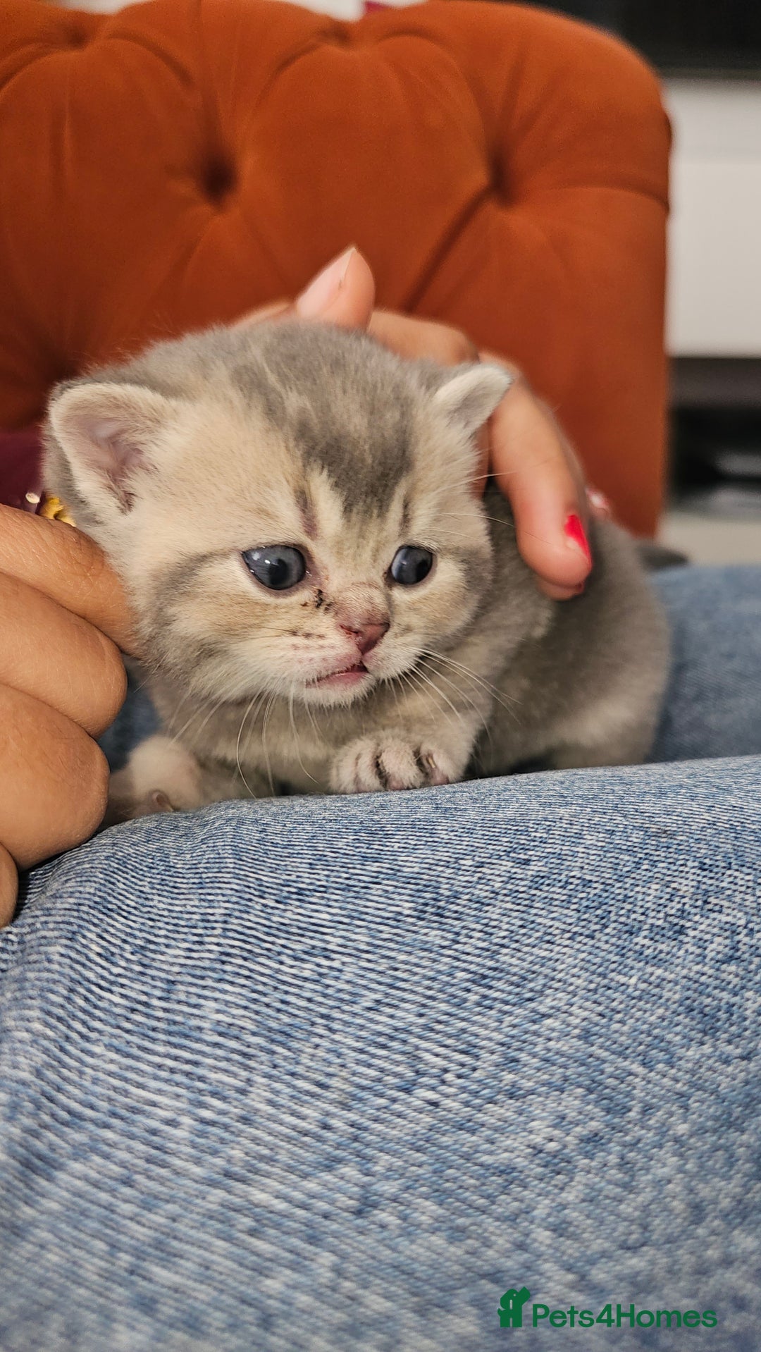 British Shorthair cats for sale: British shorthairs and Scottish straights - Advert 7