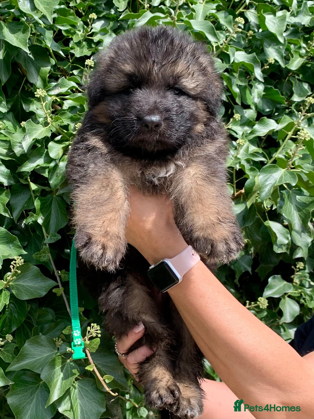 German Shepherd dogs for sale: Long Haired GSD Puppies. Only 1 boys LEFT!  - Image 6