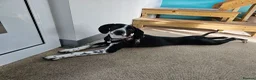 Pointer dogs for sale: Beautiful Pointer 18 months - Advert 9