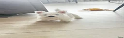 West Highland Terrier dogs for sale: Show Prospect Male Puppy - Advert 4