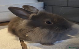 Lionhead rabbits for sale: 8 week old lionhead rabbit for new homes  - Image 3