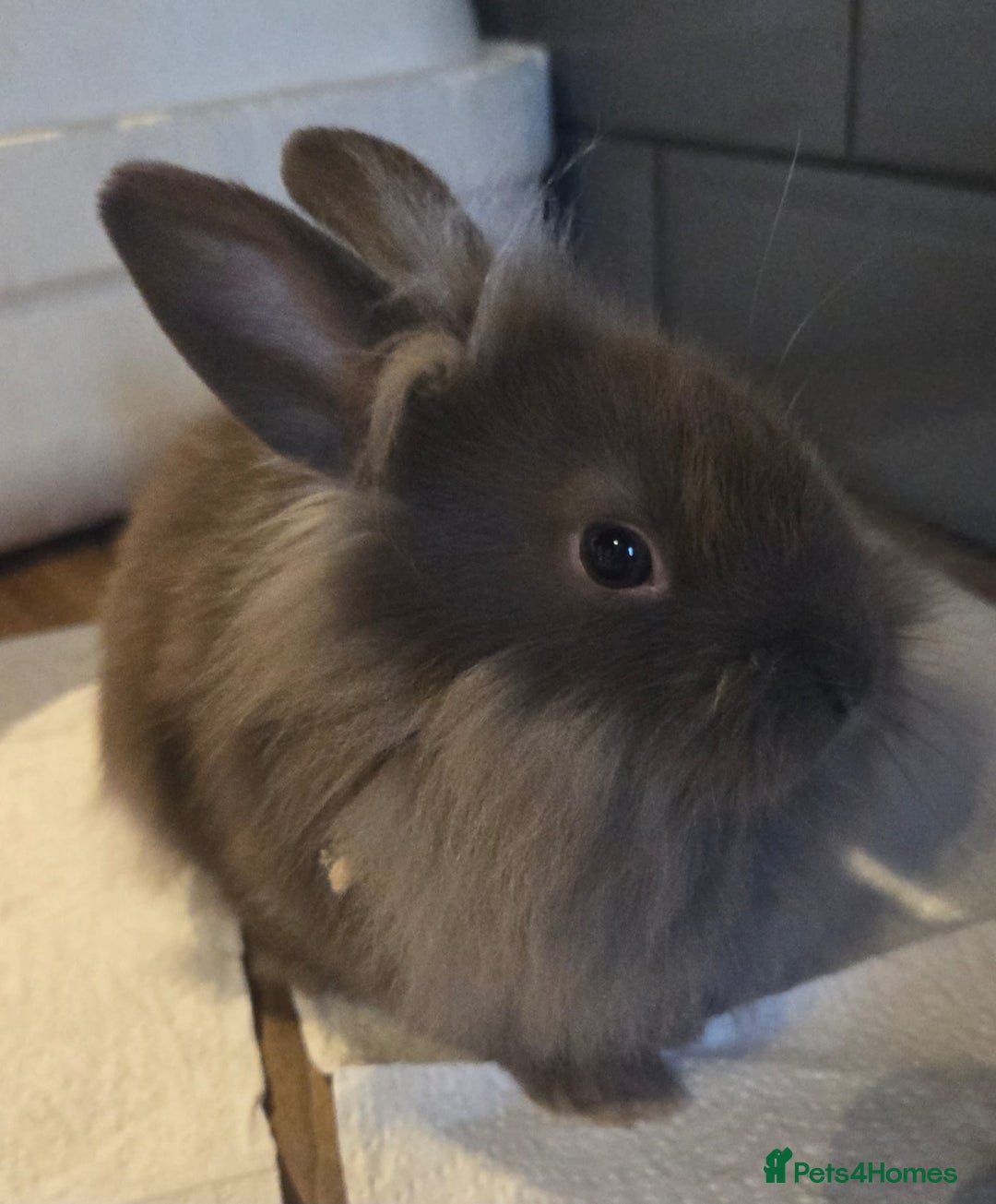 Lionhead rabbits for sale: 8 week old lionhead rabbit for new homes  - Image 3