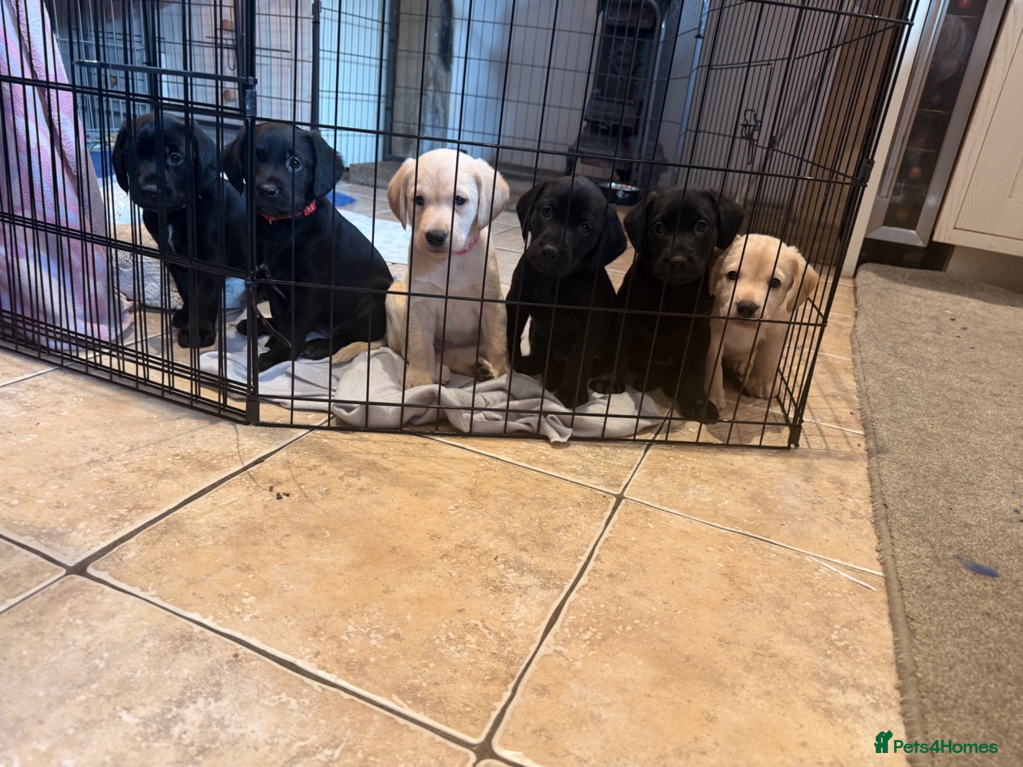 Cockerdor dogs Last Male Cockerdor 🐾🐶 - Advert 4