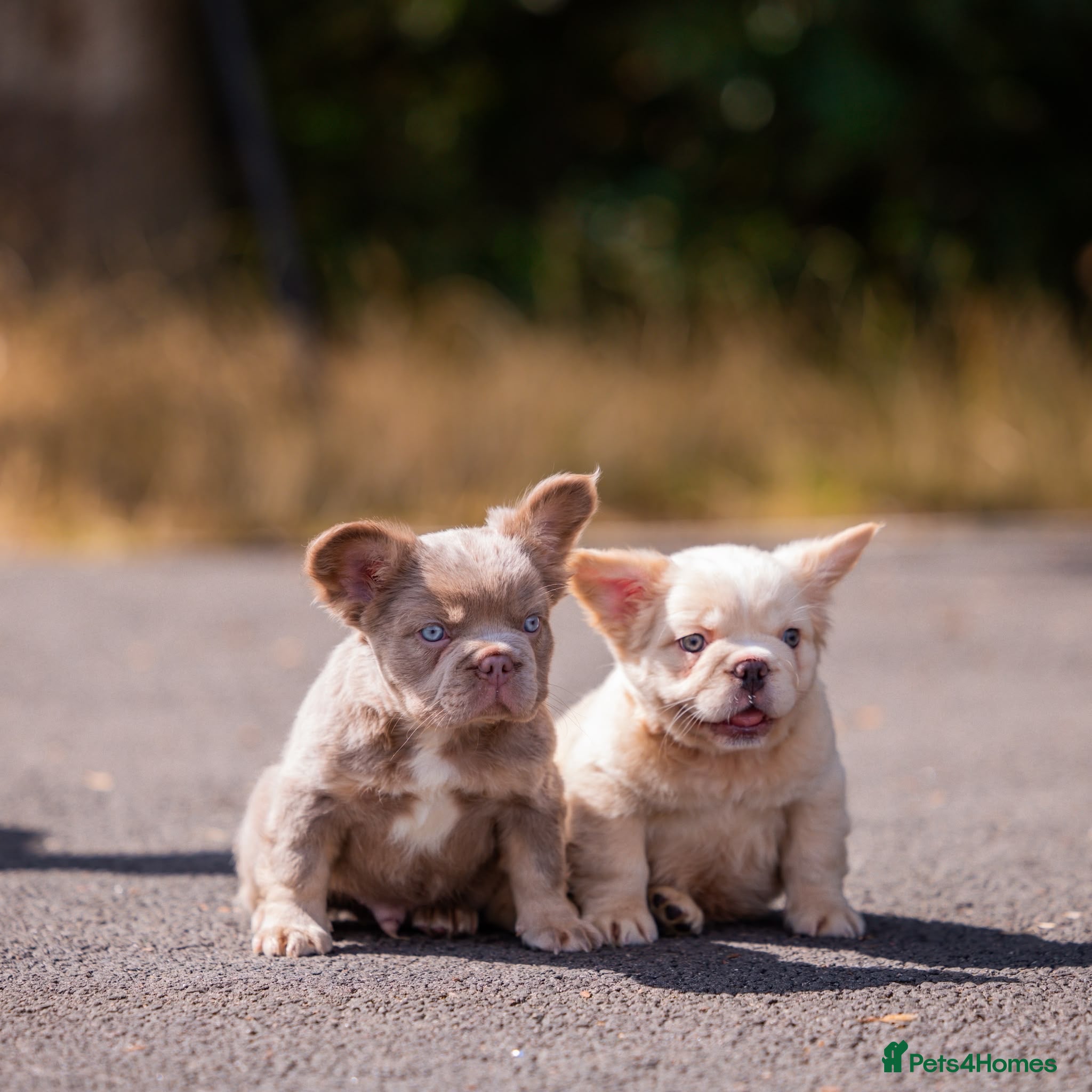 French Bulldog dogs Fluffy French Bull dogs HIGH QUALITY FRENCHIE - Advert 1