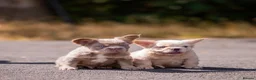 French Bulldog dogs for sale: Fluffy French Bull dogs HIGH QUALITY FRENCHIE in Ashford - Advert 1