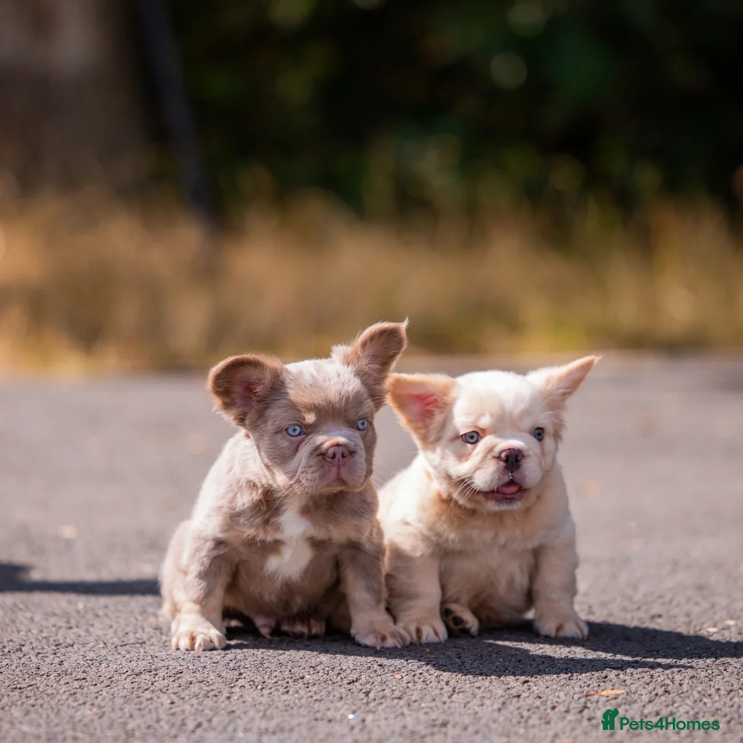 French Bulldog dogs for sale: Fluffy French Bull dogs HIGH QUALITY FRENCHIE in Ashford - Advert 1