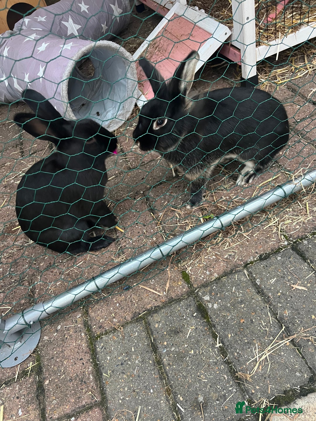 Lionhead rabbits for sale: Coco & Binky Neutered & Fully Bonded Rabbits - Image 2