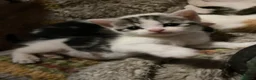Mixed Breed cats for sale: Beautiful dog friendly kittens  - Advert 13
