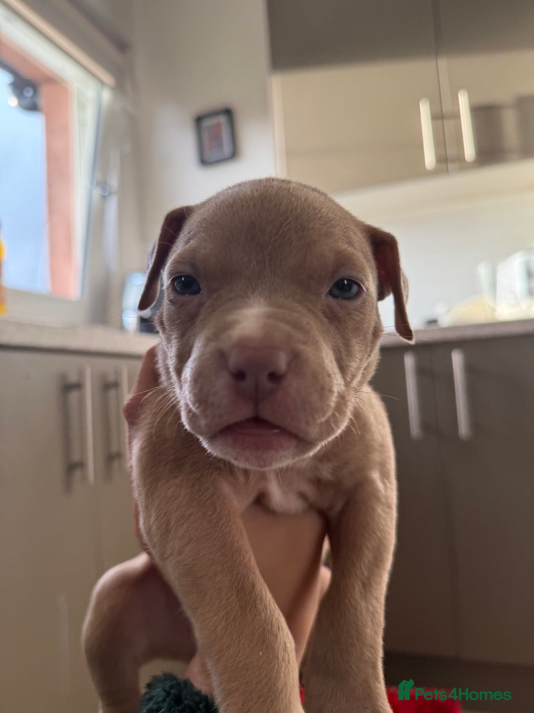 American Bully dogs for sale: 8 gorgeous American Bully pups 🐶 - Advert 18