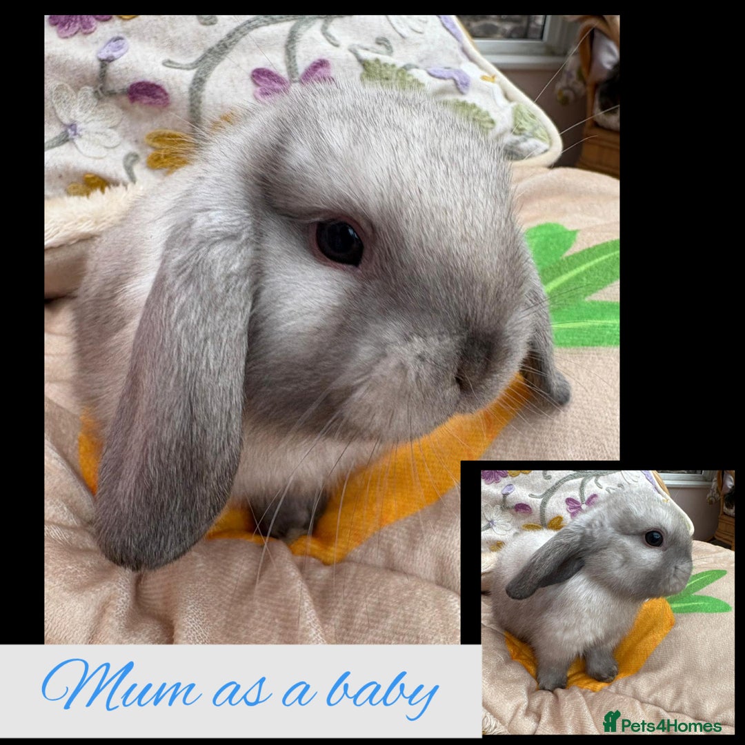 Mini Lop rabbits for sale: Mini Lop Butterfly new born bunnies  - Advert 17