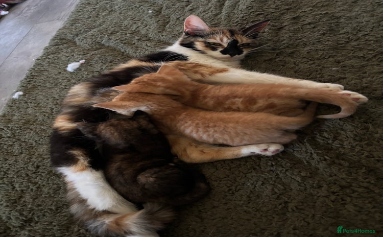 Mixed Breed cats - Advert 1