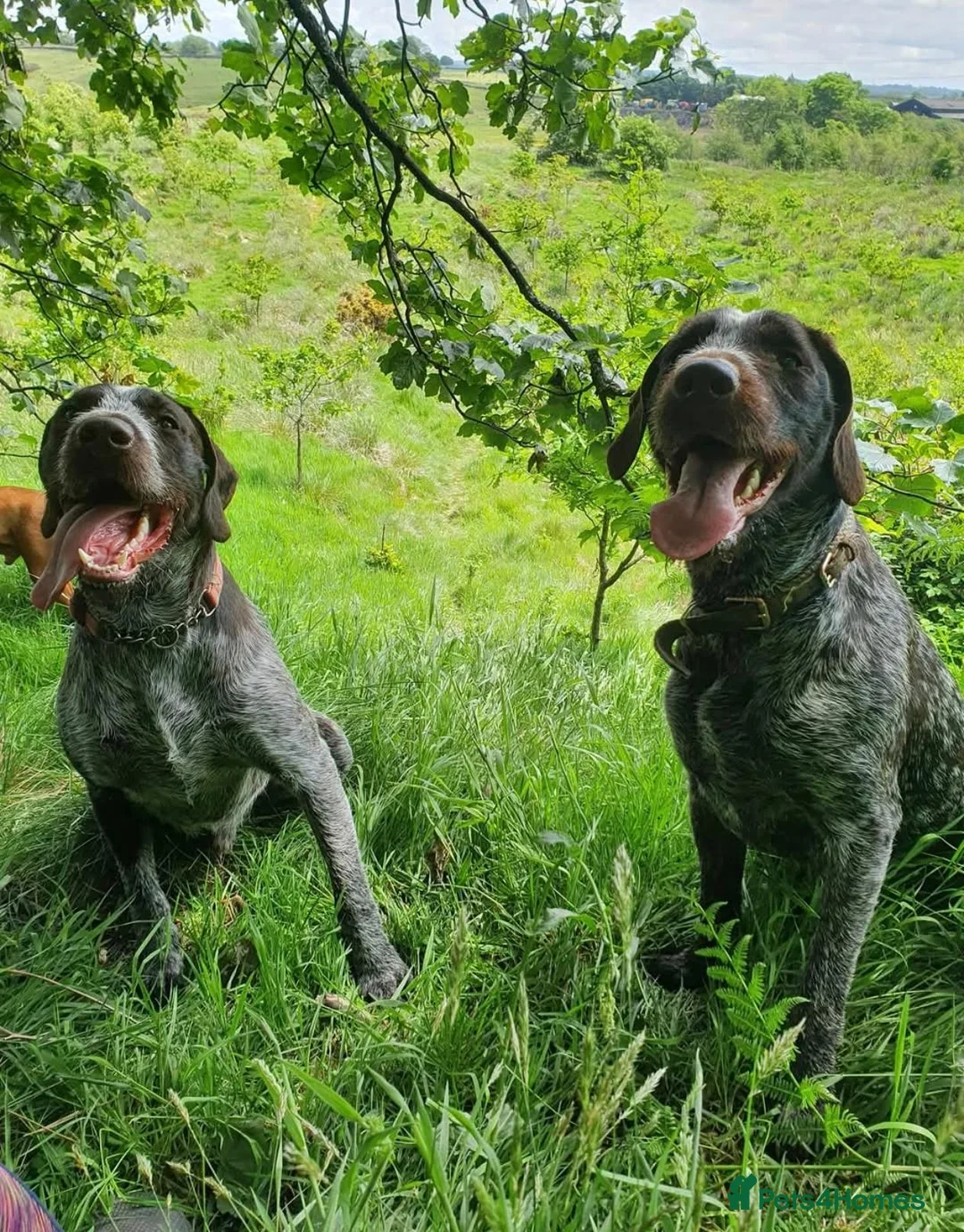 German Wirehaired Pointer dogs for sale: 🐾 Beautiful Wirehaired Pointer Puppies (nonKC) 🐾 - Advert 10