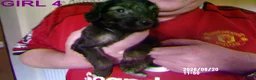 Cockapoo dogs for sale:  Cockapoo puppies - Advert 4