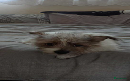 Mixed Breed dogs for sale: Jack Russell cross - Image 2