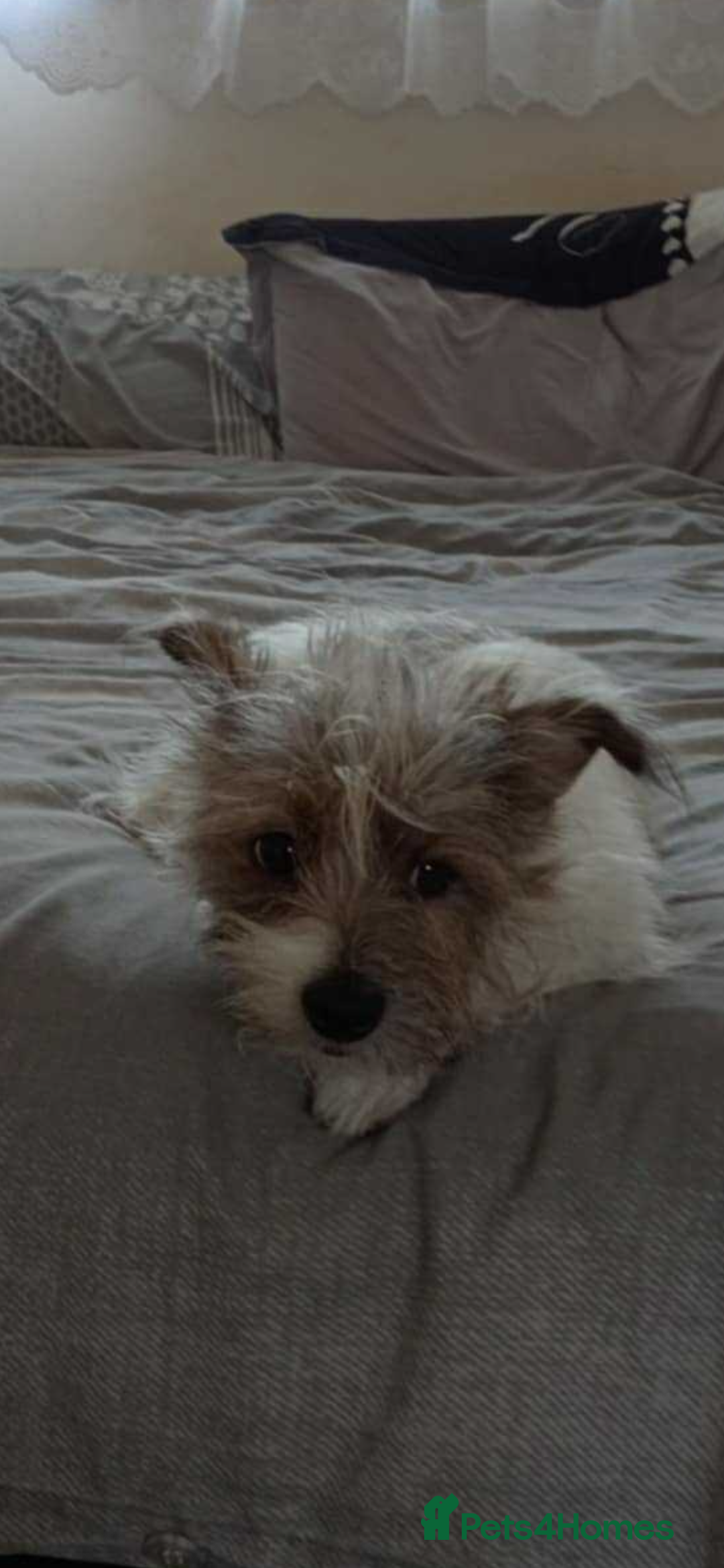 Mixed Breed dogs for sale: Jack Russell cross - Image 2
