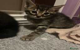 Savannah cats for sale: Savannah Cross Kittens - Image 1