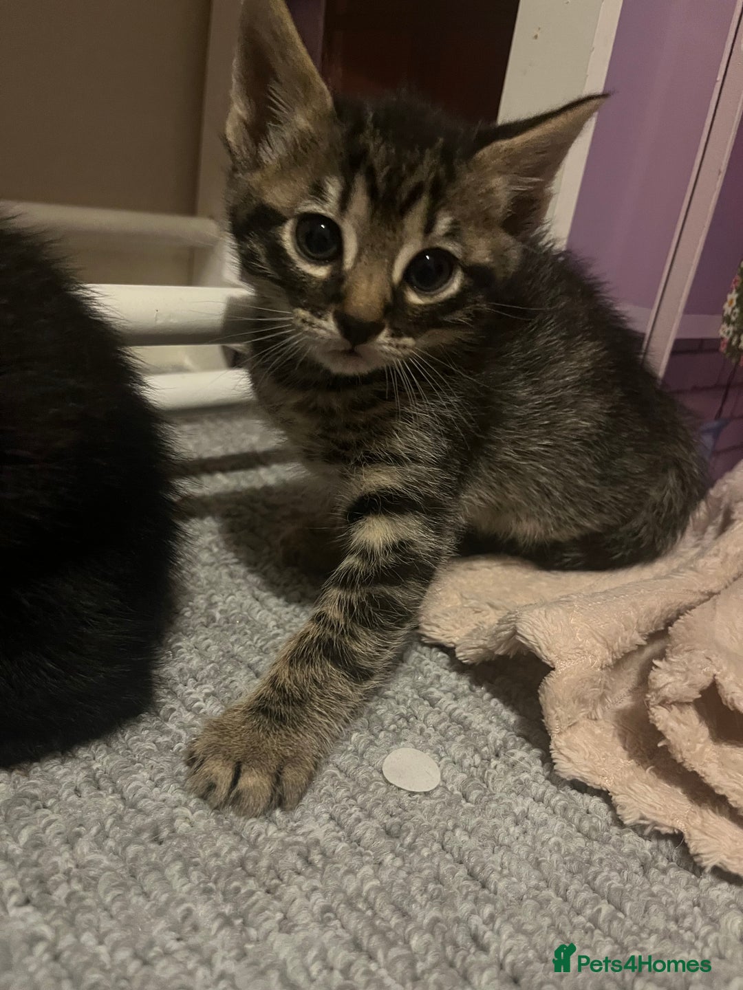 Savannah cats for sale: Savannah Cross Kittens - Image 1