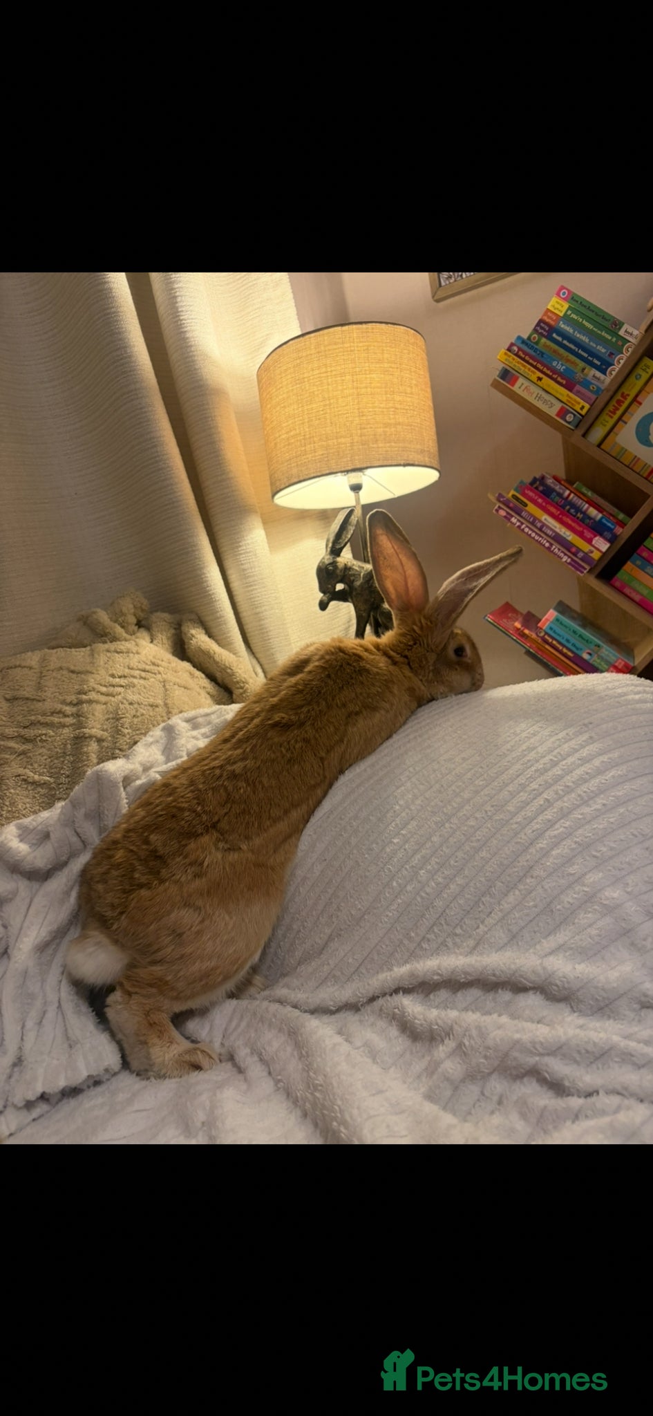 Continental Giant rabbits for sale: One left Lovely continental Giants baby rabbits  - Advert 18