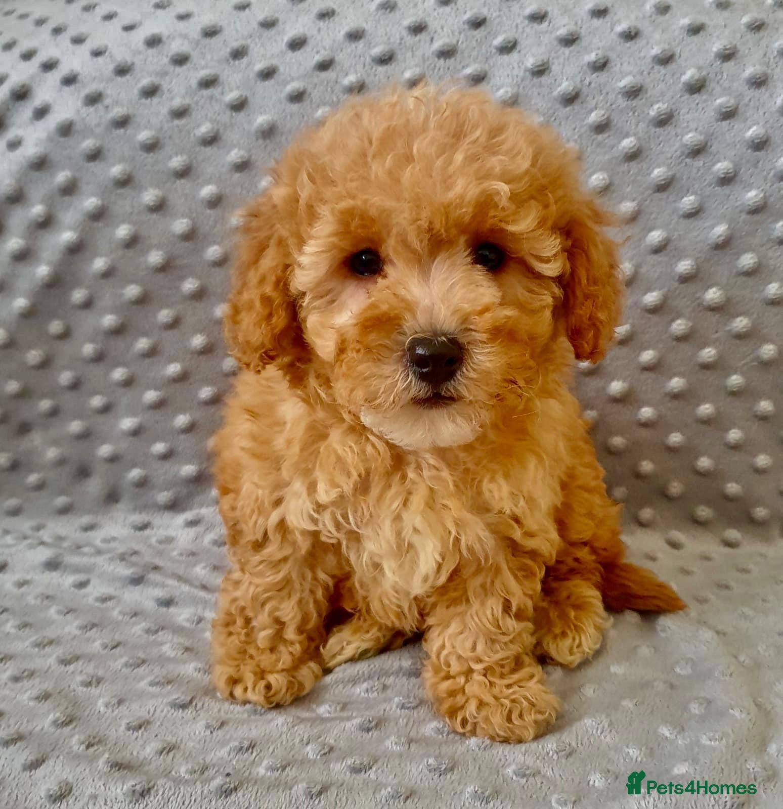 Maltipoo dogs 2 BOYS LEFT!!! BEAUTIFUL LITTER OF F1B MALTIPOOS - Advert 4