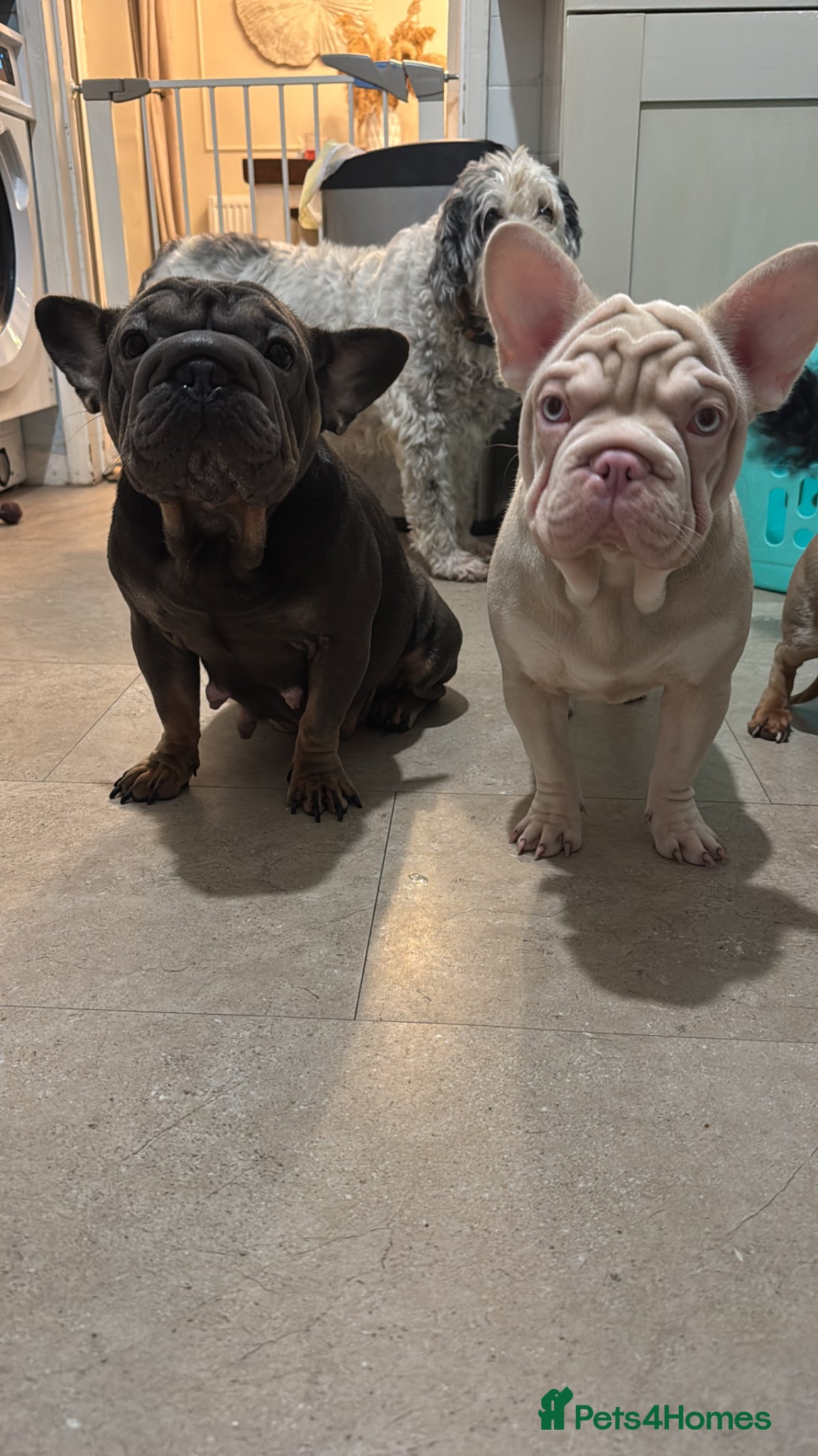 French Bulldog dogs Beautiful Frenchie Seeking Her Forever Sofa - Advert 4