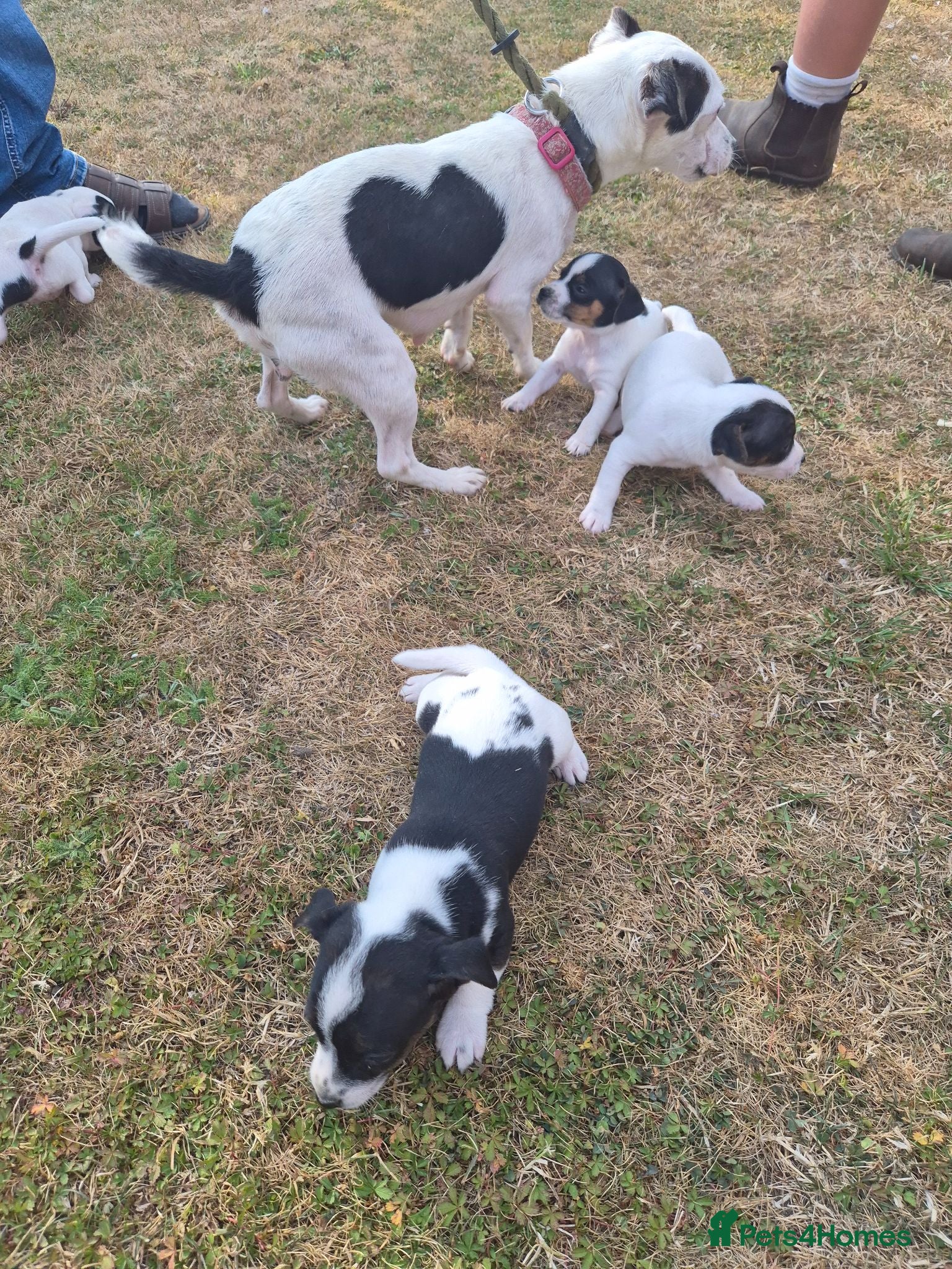 Jack Russell dogs Jack Russell puppies  - Advert 2