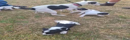 Jack Russell dogs for sale: Jack Russell puppies  - Advert 2
