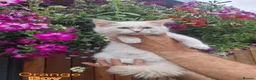 Ragdoll cats for sale: Ragdoll Kittens Ready For Forever Homes - Advert 6