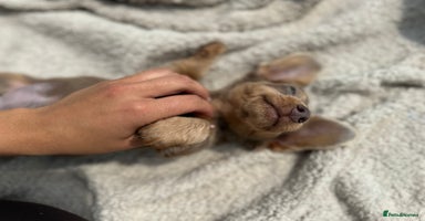 Miniature Dachshund dogs in Cardiff - Advert 2
