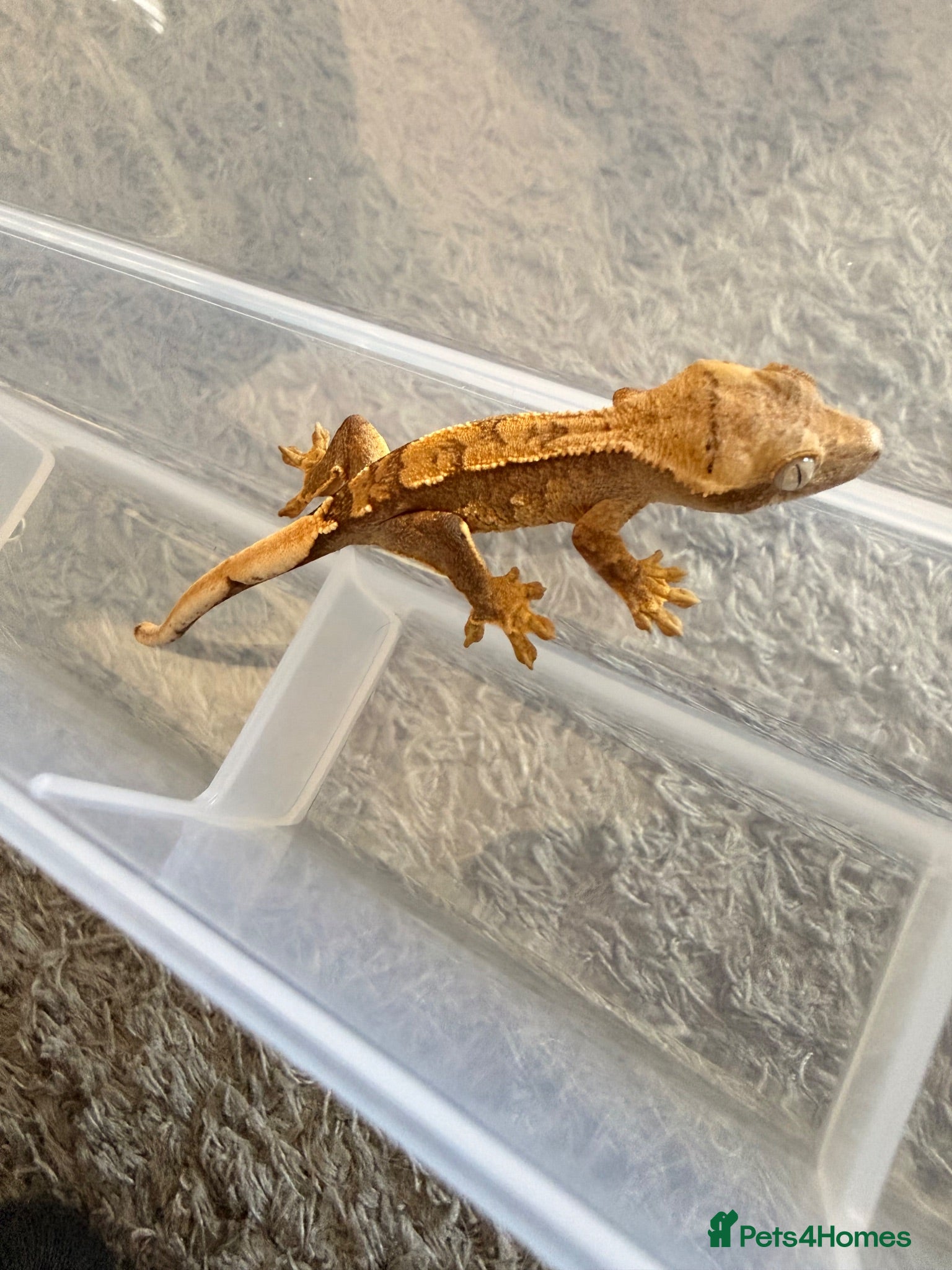 Gecko reptiles Baby crested geckos 🦎  - Advert 1