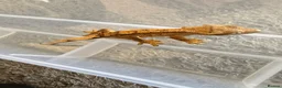 Gecko reptiles for sale: Baby crested geckos 🦎  - Advert 1