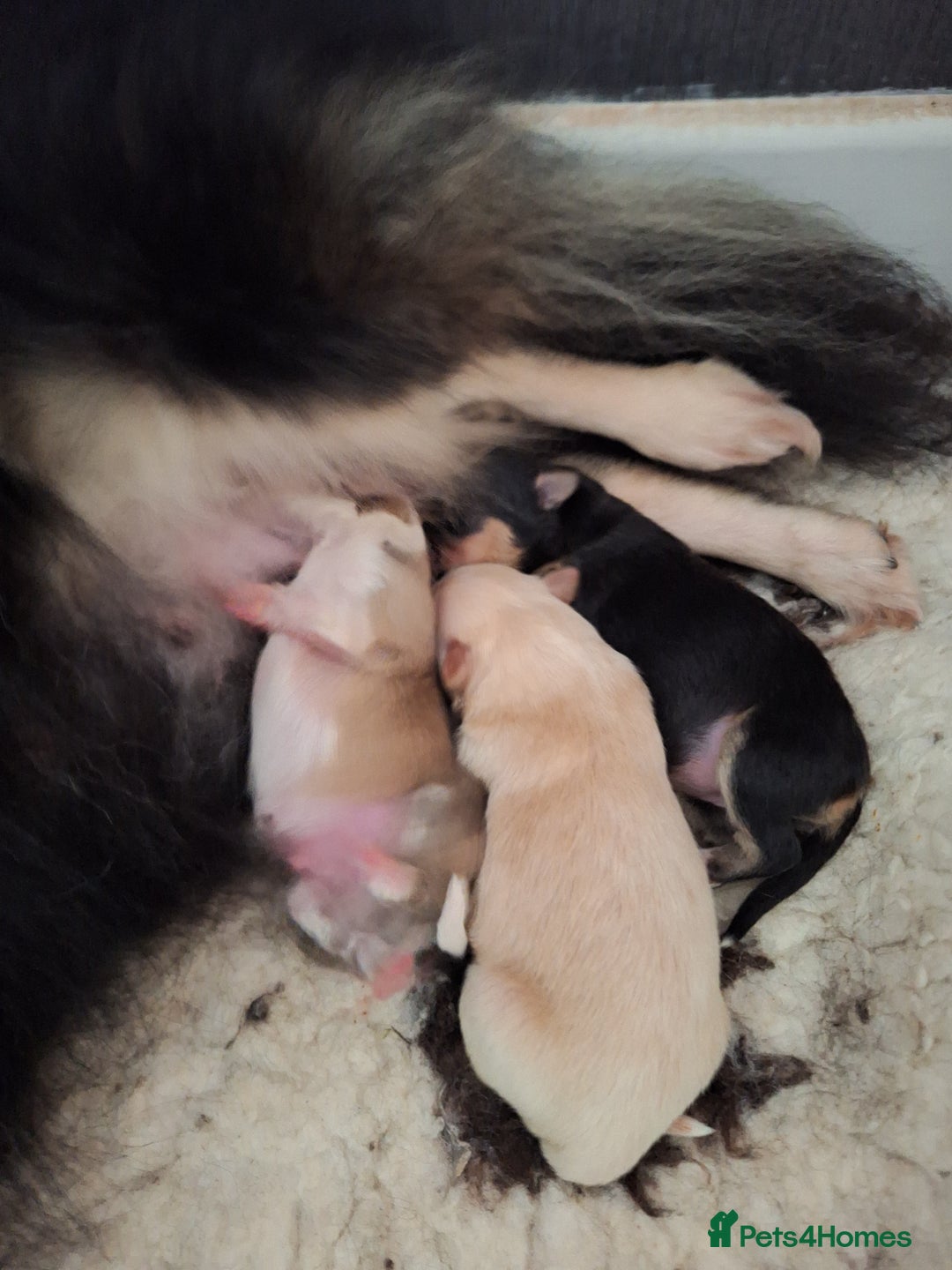 Pomeranian dogs for sale: Little cuties - Advert 27