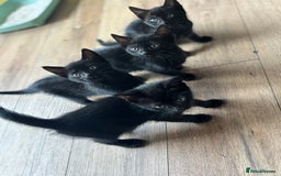 Domestic Shorthair cats for sale: 4 beautiful black kittens  - Image 6