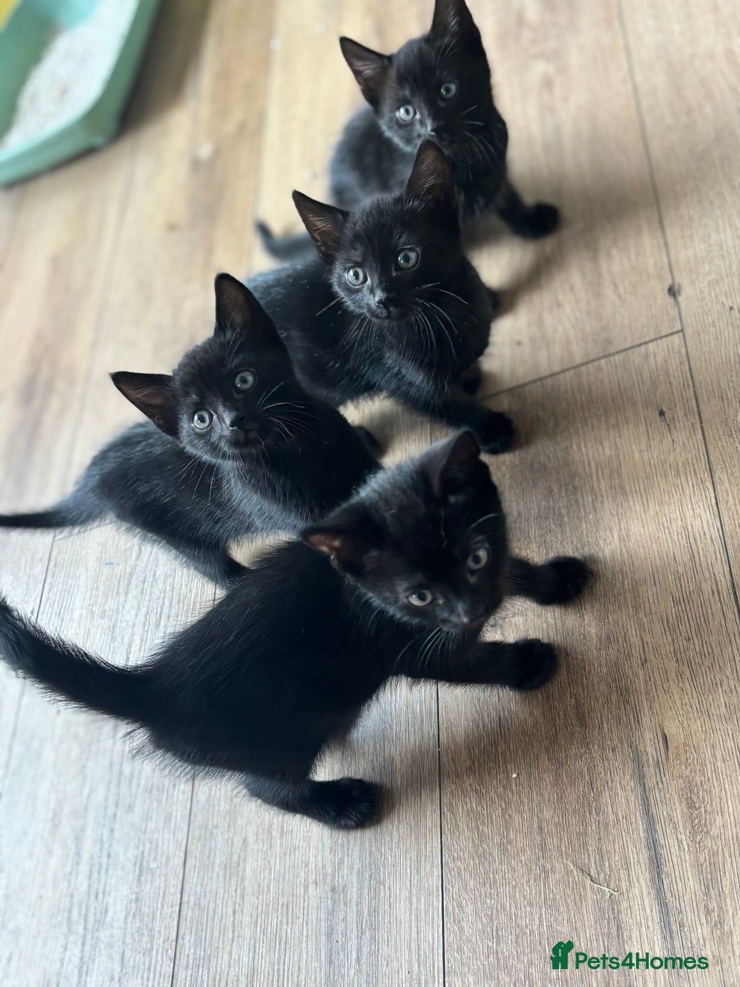 Domestic Shorthair cats for sale: 4 beautiful black kittens  - Image 6