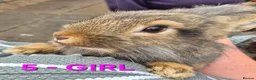 Mixed Breed rabbits for sale: Bunnies for sale in Cannock - Advert 15
