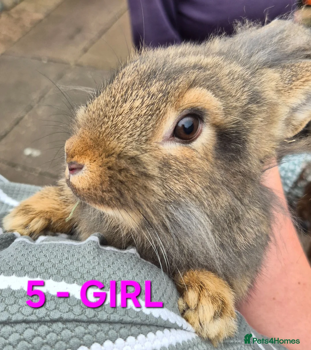Mixed Breed rabbits for sale: Bunnies for sale in Cannock - Advert 15