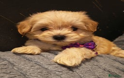 Maltipoo dogs for sale: Miniature Maltipoo Ready to Go - Image 23