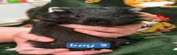 Guinea Pig rodents for sale: Young guinea pigs - Advert 6