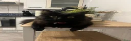 Mixed Breed cats for sale: Two wonderful kittens for sale - Advert 6