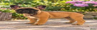 French Bulldog 3
