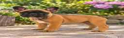 French Bulldog dogs for sale: Beautiful KC Registered French Bulldog  in Leicester - Advert 8
